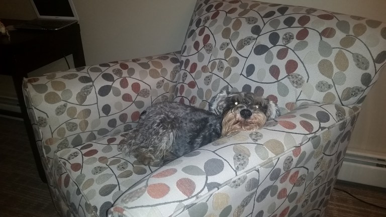 Moustache treinando na poltrona do hotel, antes de usar a poltrona da casa nova!